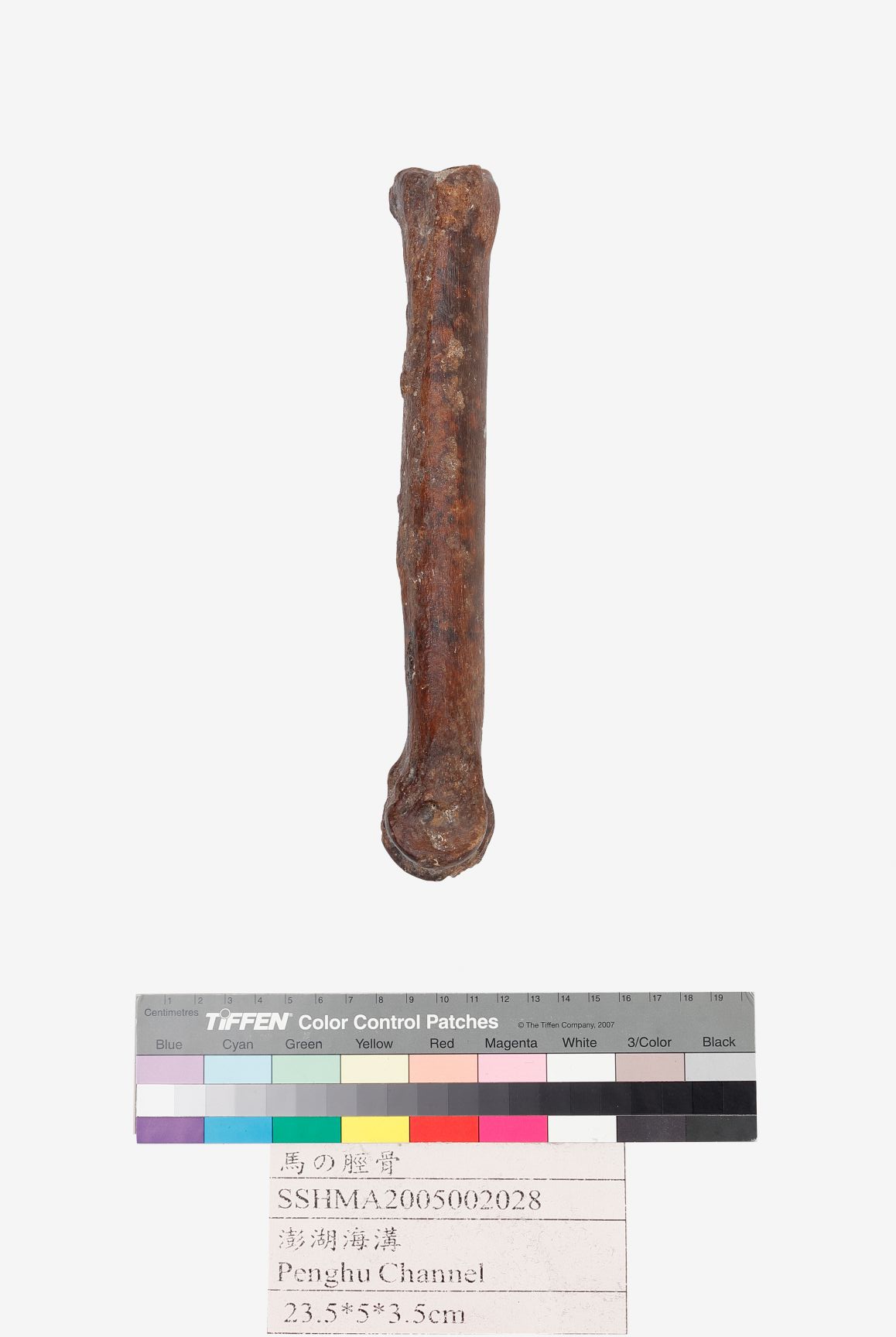 古馬左掌骨圖片