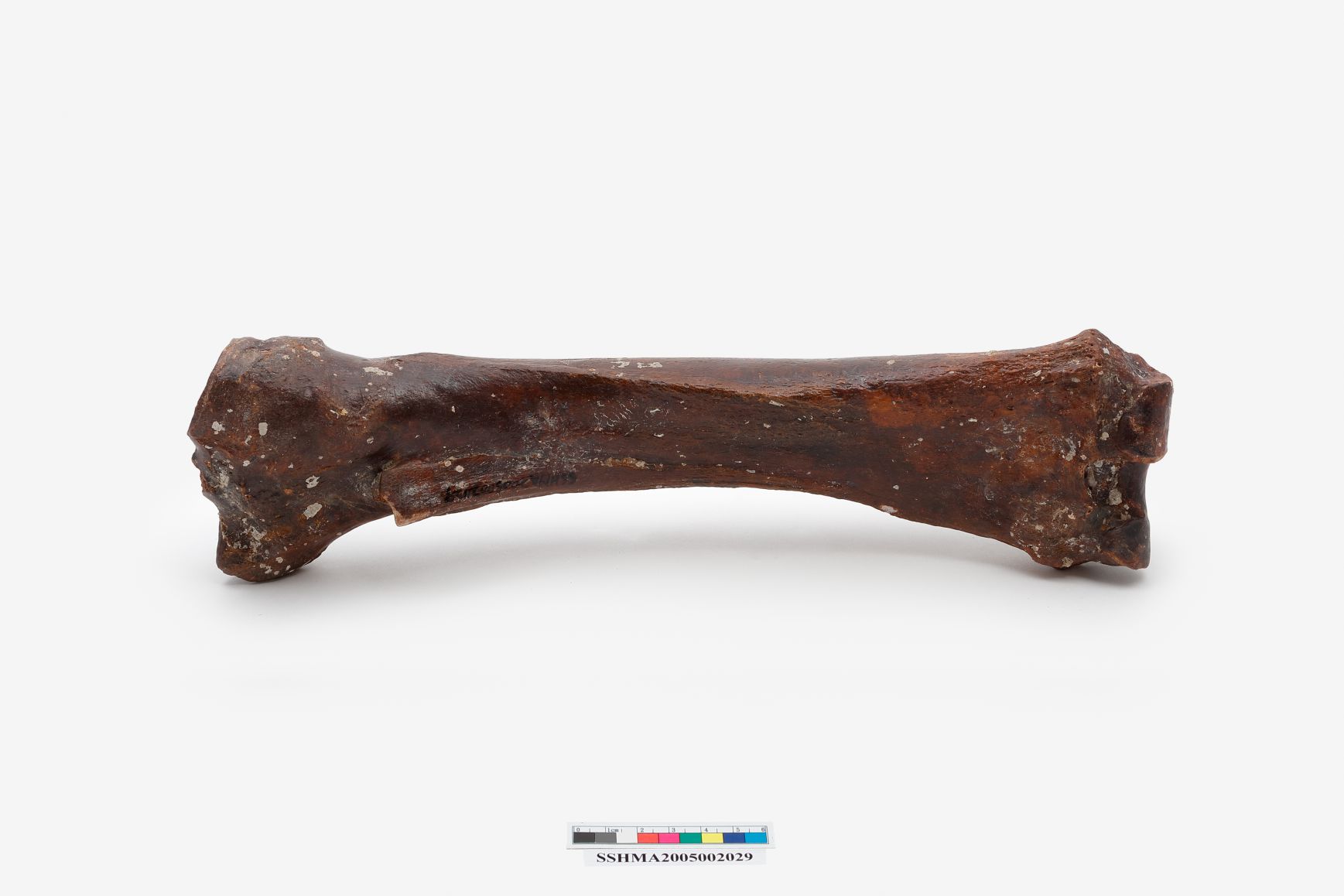 馬橈骨、尺骨圖片