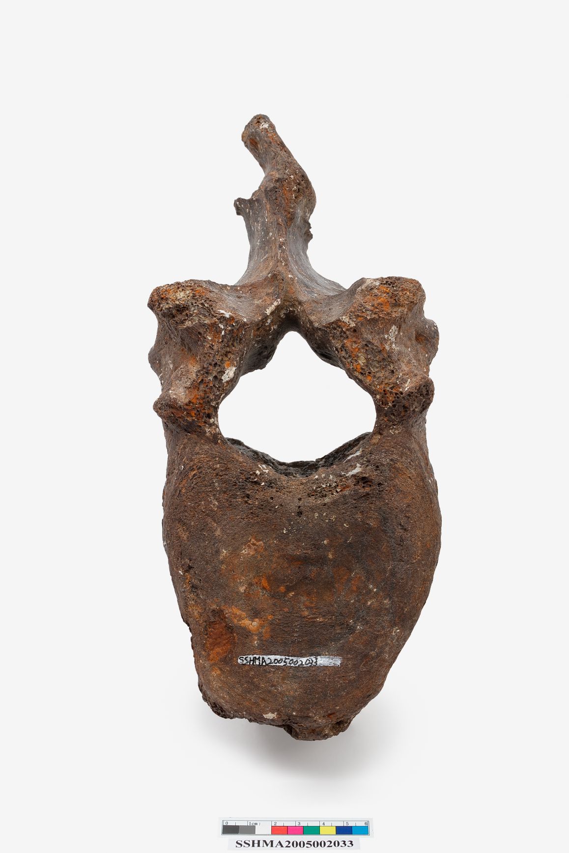 古菱齒象脊椎骨圖片