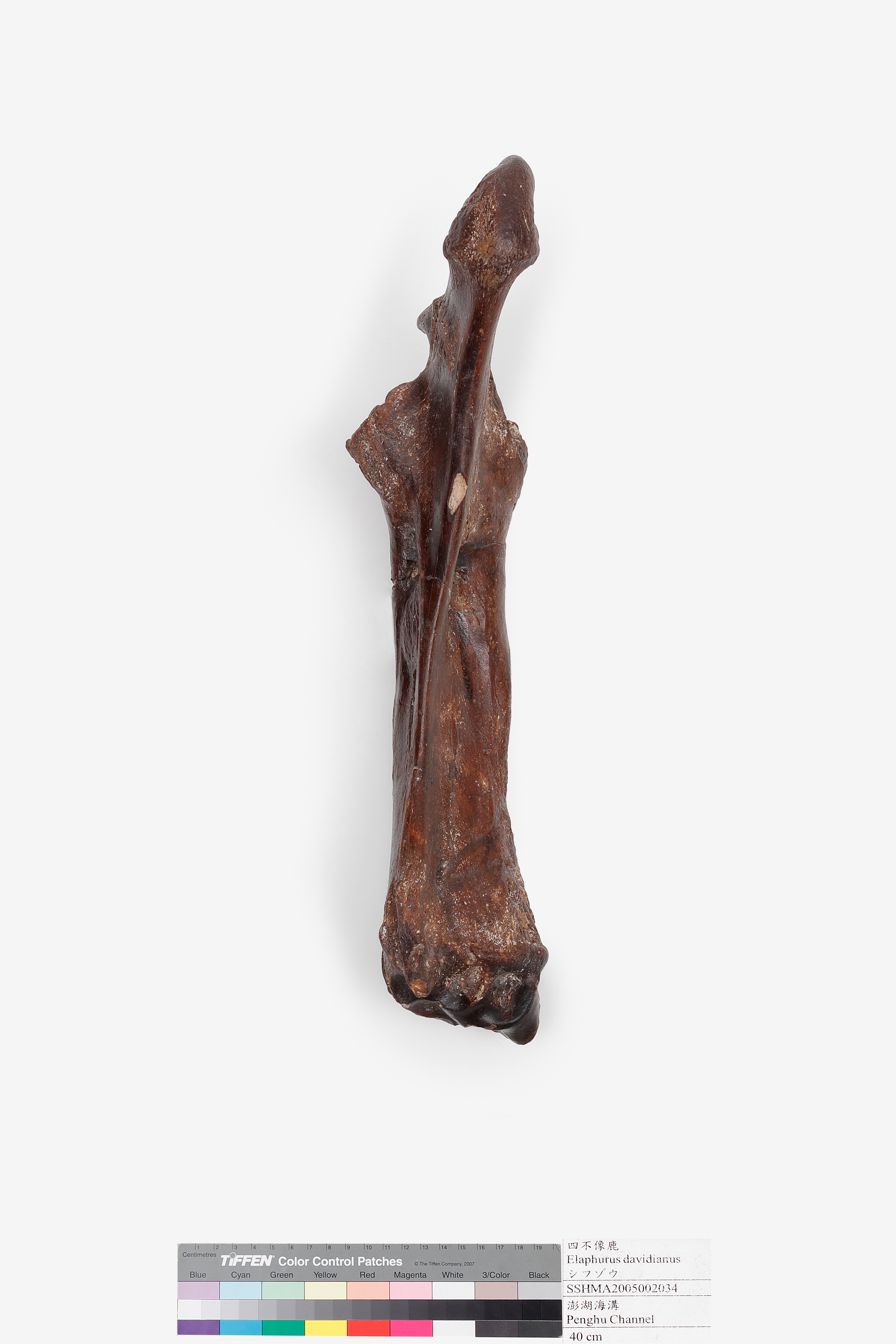 古水牛左尺骨、橈骨圖片