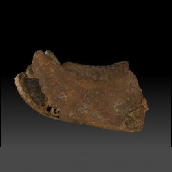 化石-古菱齒象右下顎骨圖片