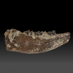 化石-古水牛右下顎骨圖片
