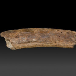 化石-古象門齒圖片