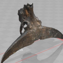 化石-楊氏水牛頭骨圖片